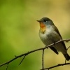 Lejsek maly - Ficedula parva - Red-breasted Flycatcher 0549